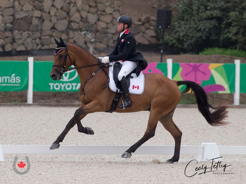 Canadian Eventing Team Sitting Second in the Tokyo Race after Dressage at Lima 2019 Pan Am Games